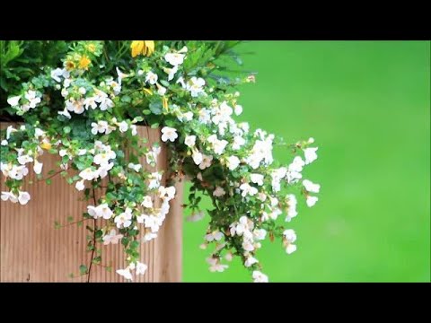 Ayurvedisk behandling 43 - Brahmi og Ashwagandha