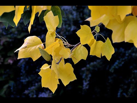 Liriodendron tulipifera (Tulip tree)