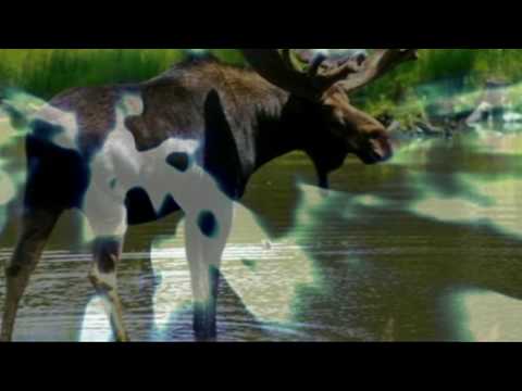 Louis Berubé - Parti pour la Chasse