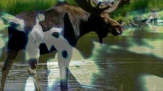 Louis Berubé - Parti pour la Chasse