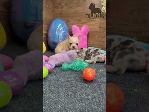 Video 4