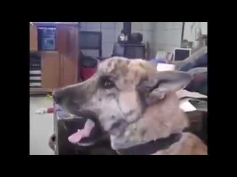 Dog Speaking Punjabi Very Funny Video   YouTube