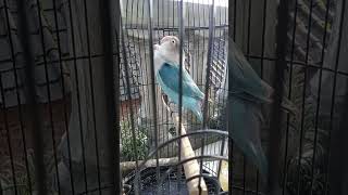 Download lagu lovebird isian cucak jenggot mp3 Download lagu lovebird isian cucak jenggot mp3