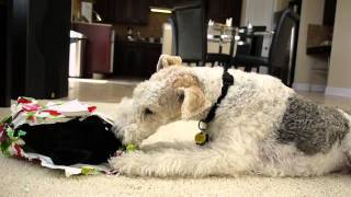 Basil the Wire Fox Terrier opening his 2010 Christmas Presents