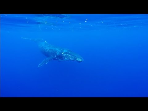 GoPro HD - Amazing Whale Encounter
