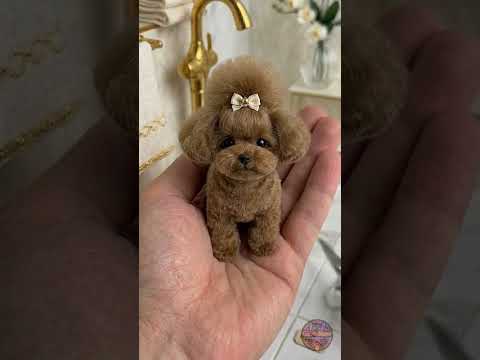 يوم سبا للجراء: استعدوا لمفاجآت رائعة! 🐶