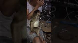 Download lagu Story wa lucu monyet kaget!! (Part 4) mp3