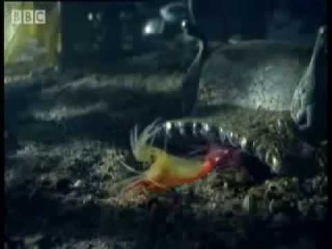 Pistol Shrimp sonic weapon | Shark vs Octopus