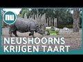 Neushoorns in Dierenrijk krijgen taart voor jubileum | NU.nl