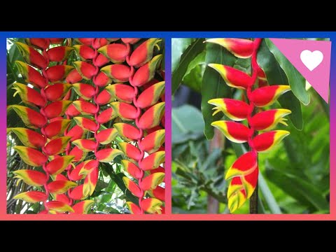 How to Grow and Care Heliconia Rostrata