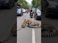 Leopard and Python playing in the street... #wildlife #python #anime #leopard
