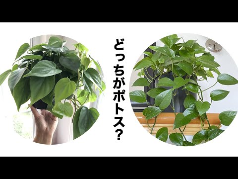 園芸 登るフィロデンドロン、ハートリーフフィロデンドロン