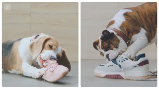 Lemonade Pet Insurance - Protect your pet and your wallet