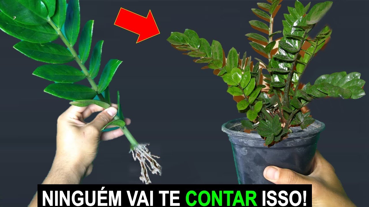 Como Fazer Muda de Zamioculca pelo galho em 35 dias jeito mais fácil que existe!