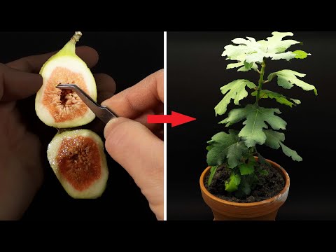 FIG TREE Growing From Seed TIME LAPSE  - 145 Days