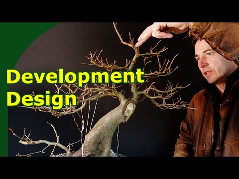 Design and Development of Bonsai (Winter Wiring and Pruning of Beech)