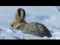 High Speed Rabbit Chase | North America