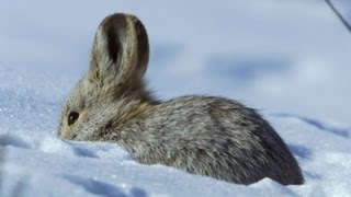 High Speed Rabbit Chase | North America