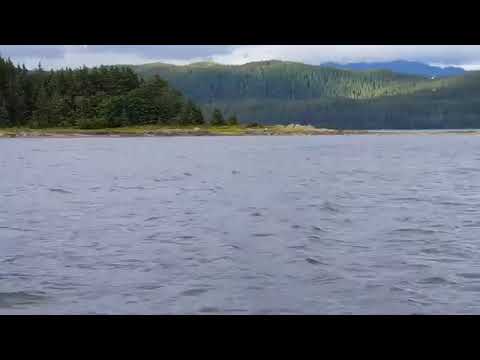 Humpback Whale Breaching and bubble net feeding