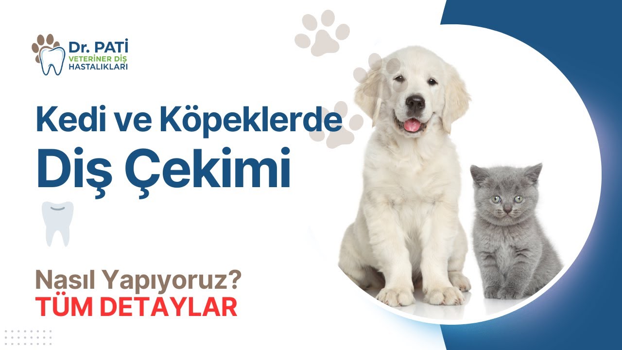 Kedi ve Köpek Diş Çekimi Hakkında Her Şey | Nasıl Yapıyoruz?