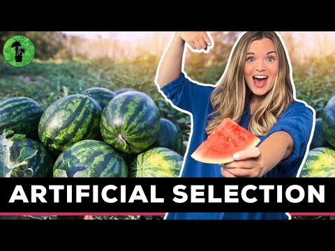 Artificial Selection & Selective Breeding