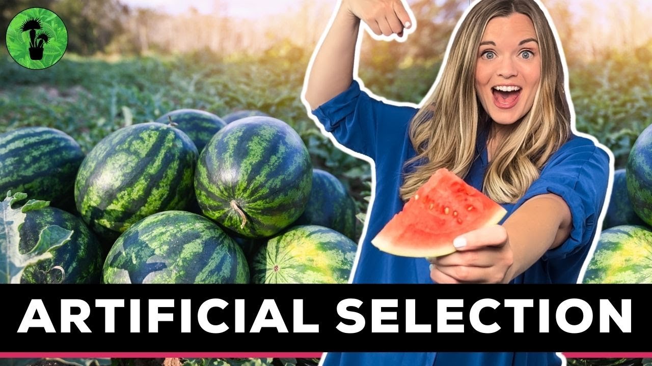 Artificial Selection & Selective Breeding