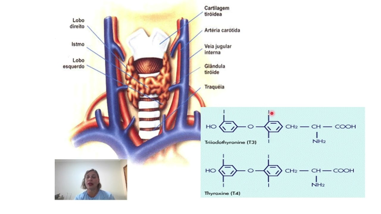 Fisiologia da tireoide