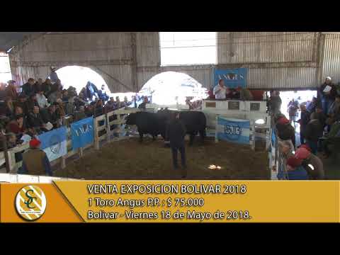 18-05-18 Venta de Toros Angus P.P. - Exposicion de Bolivar 2018.