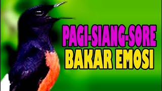 Download lagu Pancingan murai batu ampuh & efektif memancing emosi - Pancingan murai batu agar bunyi mp3