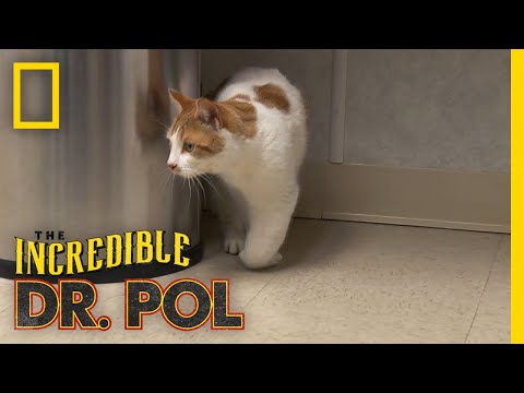 Cat With a Swollen Paw | The Incredible Dr. Pol