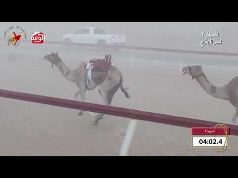  ش 1 (ندى) لـ سالم محمد دلوان الكتبي 8:00 , شارة الديوان 2 2026/09/27 ايذاع اللبسه 