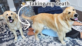 Faking my Death in front of our Dogs - Dogs Funny Reaction!