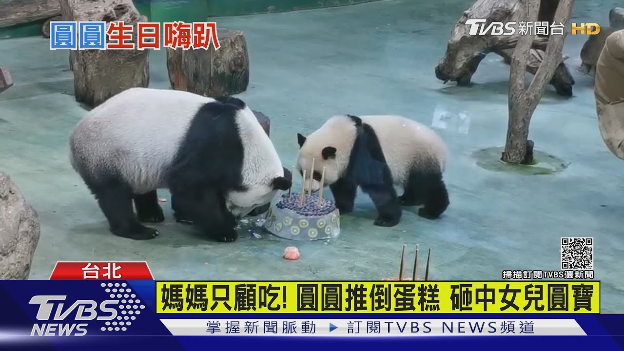 意外!貓熊媽圓圓只顧吃 17歲生日趴水果蛋糕砸女兒圓寶