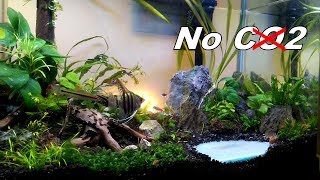 Update 60cm Aquascape - Cara Ganti Air yang Nyaman untuk Ikan