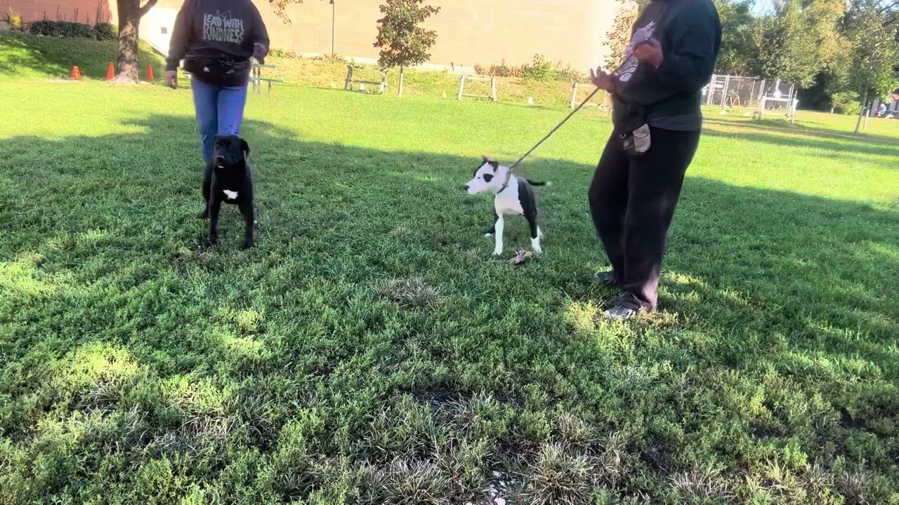 Kennedy's Leash Test