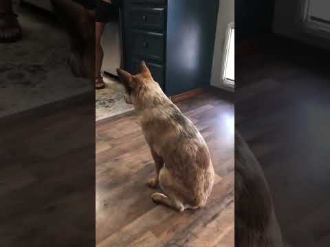 Smartest Red Heeler Puppy Ever 6months old