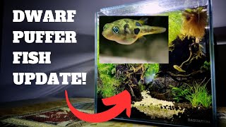 FEEDING DWARF PEA PUFFER FISH FOOD WITH SNAILS - AQUARIUM