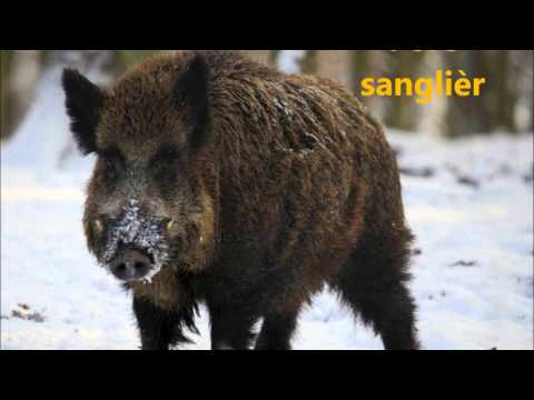 Aranese (Occitan) - Animals