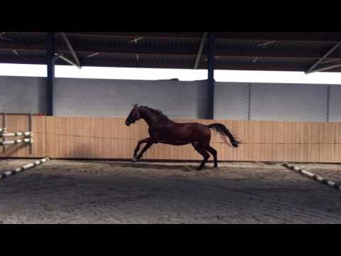 3 years old gelding by Cascadello II (Casall) x Clinton I