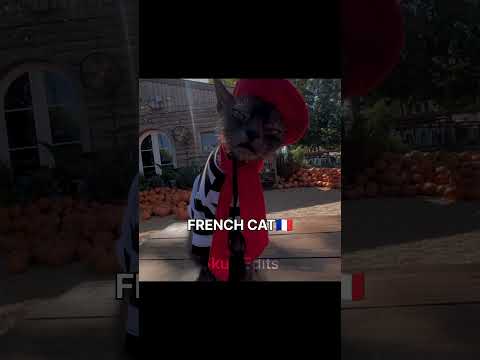 Which Cat Are You?😼🐾🇺🇸🇵🇭🇫🇷🇸🇦🇷🇺