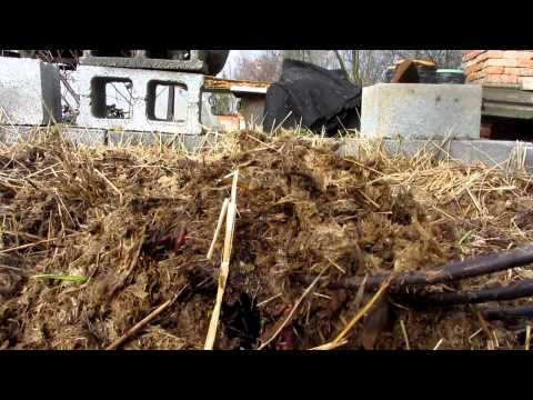 Kalifornijske gliste nakon zime