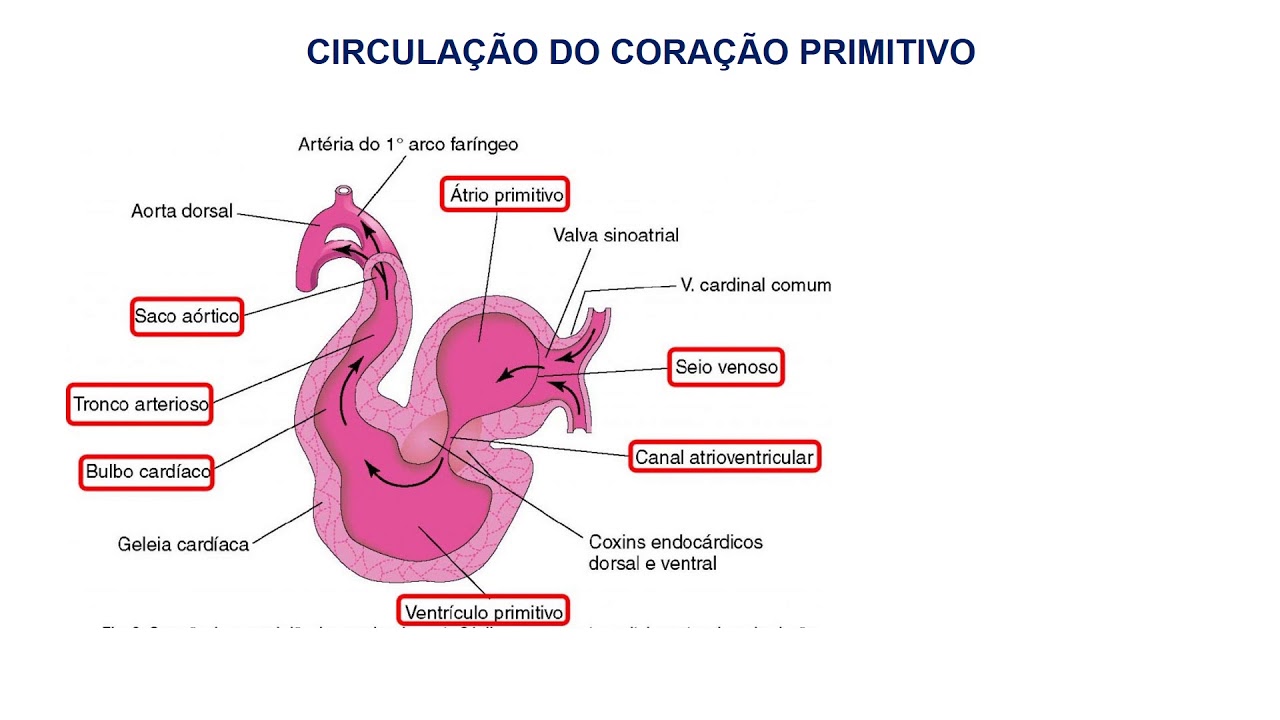 12 EMBRIOLOGIA DO SISTEMA CARDIOVASCULAR