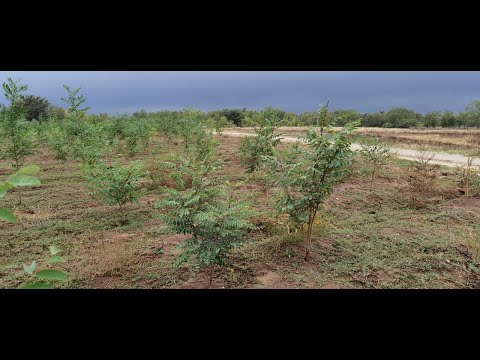 Unilever30 – Rădăcini sustenabile în România, Marsani-jud.Dolj