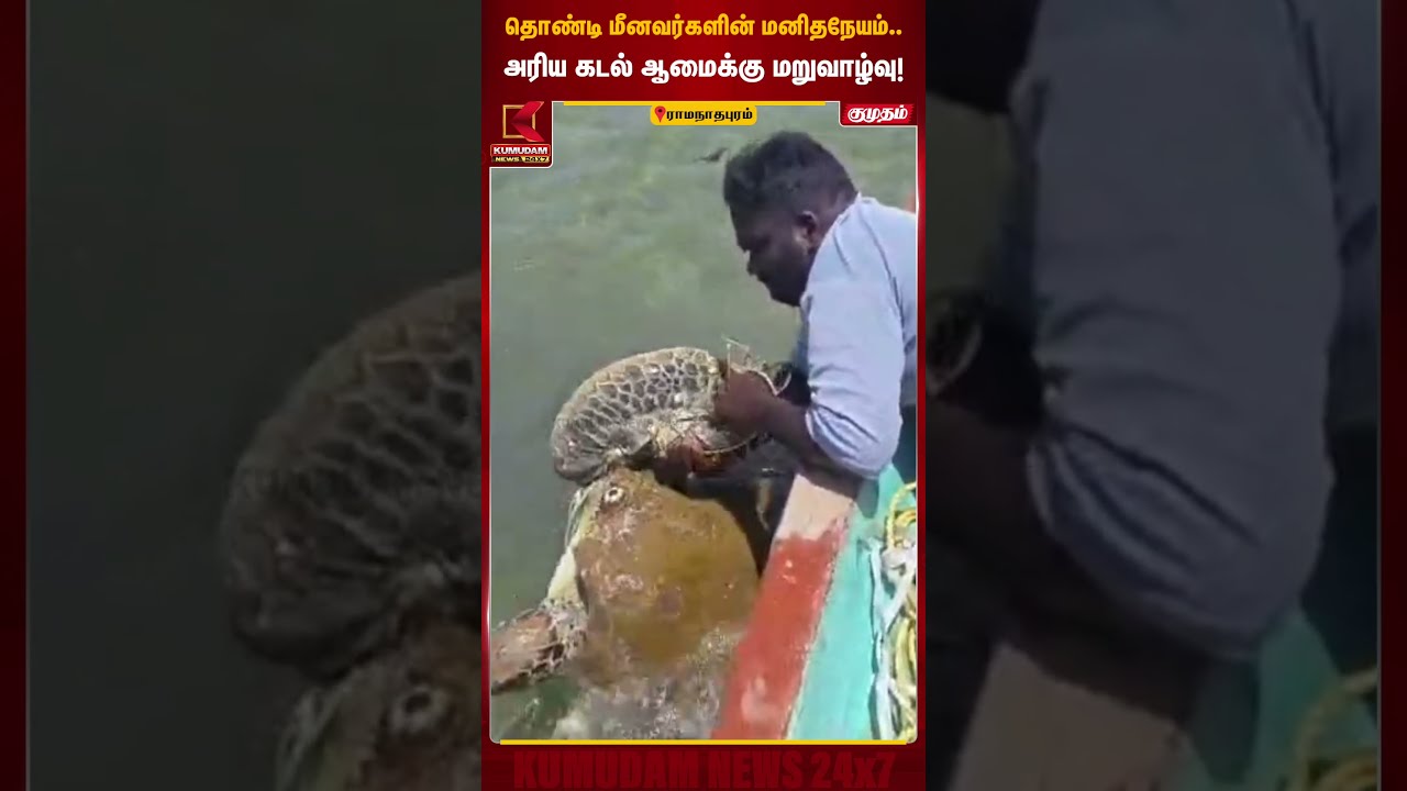 தொண்டி மீனவர்களின் மனிதநேயம்.. அரிய கடல் ஆமைக்கு மறுவாழ்வு! | Ramanathapuram Turtle Rescue | Kumudam