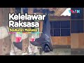 HEBOH Kelelawar Raksasa Seukuran Tubuh Manusia