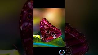 Download lagu Poisonous Butterfly 🦋. #facts #shorts #trending #intamil #tamilfacts #amazingfacts mp3