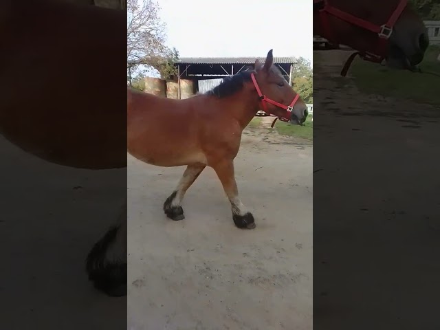 Filly Ardennes For sale 2023 Bay