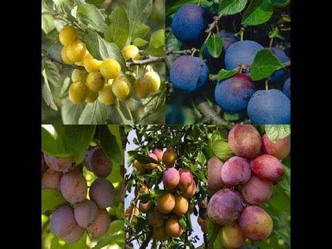 , title : 'Cool Fruits to Consider for Your Backyard