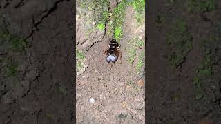 Download lagu SUARA GANGSIR JANGKRIK DI HUTAN KEBUMEN #kebumen #jangkrik #alam #desa mp3 Download lagu SUARA GANGSIR JANGKRIK DI HUTAN KEBUMEN #kebumen #jangkrik #alam #desa mp3