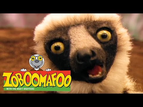 🐒 Zoboomafoo 🐒 129 | Bathtime - Full Episode | Kids TV Shows